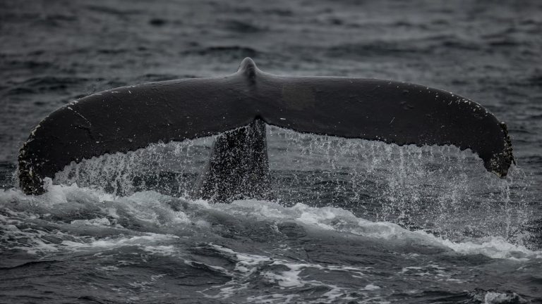 controversial whale research project suspended after cetacean drowns