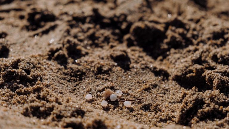 environmental activists demonstrate against sand mining