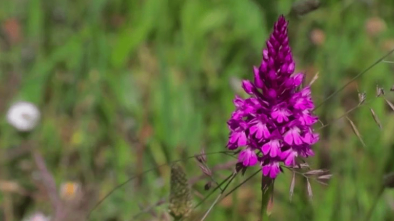 how pesticides threaten biodiversity