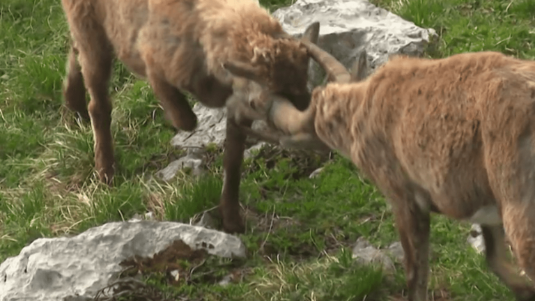 in pursuit of the ibexes in the Vercors