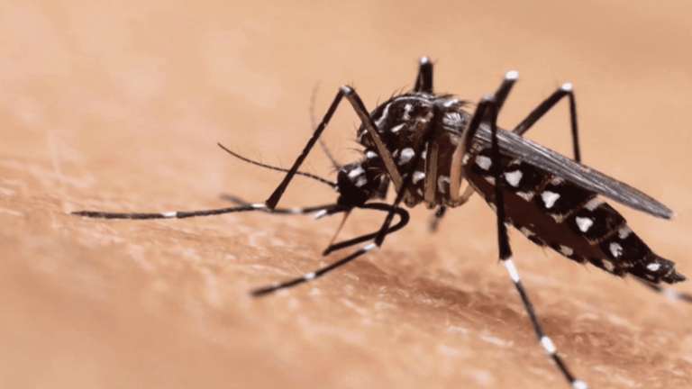 insecticides and vaccine in the line of sight against mosquitoes for the summer