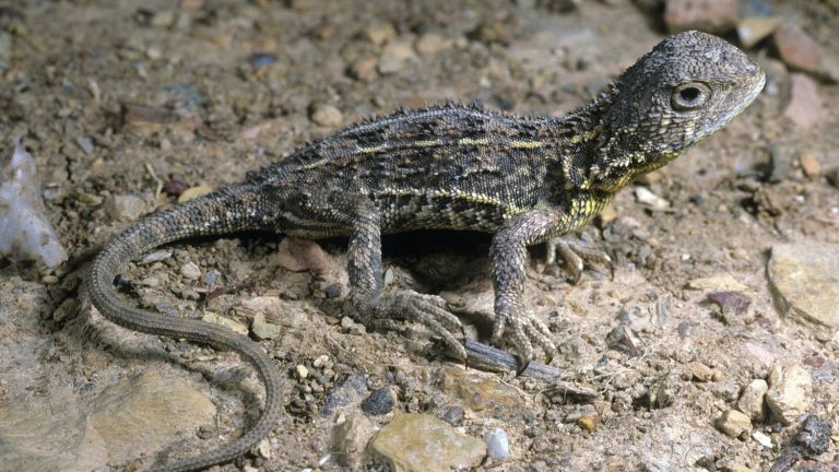 one of the world’s most endangered reptiles spotted for the first time in over 50 years in Australia