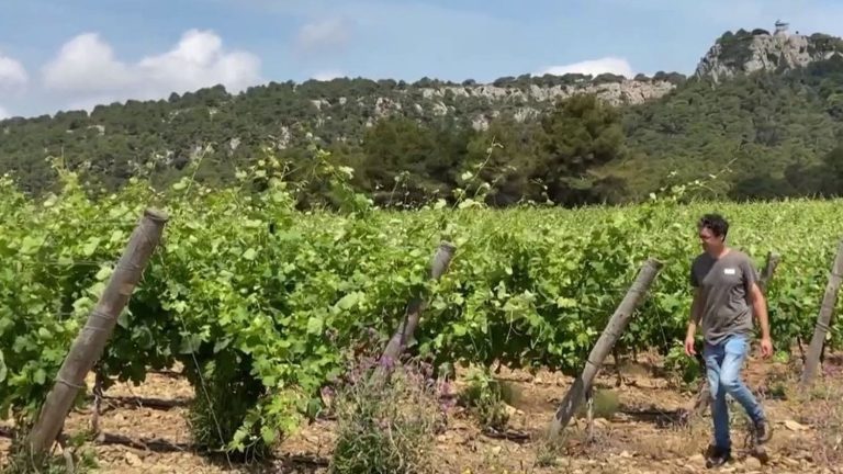 the Gruissan wastewater treatment plant supplies the vines