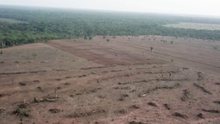 the alarming figures of deforestation