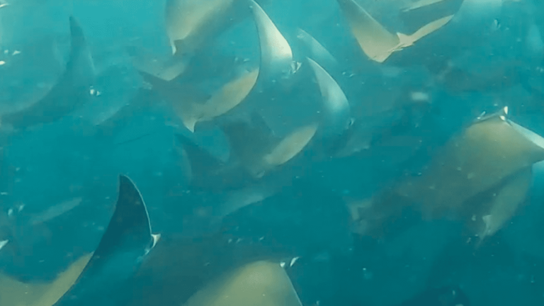 the fascinating aquatic ballet of Mobula rays