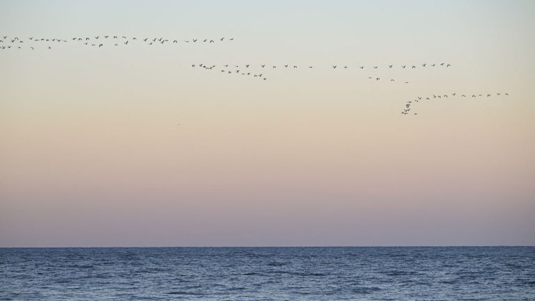 the first treaty to protect the high seas adopted at the UN