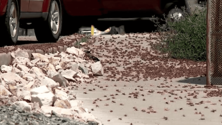 the nightmare of the people of Nevada facing an invasion of grasshoppers