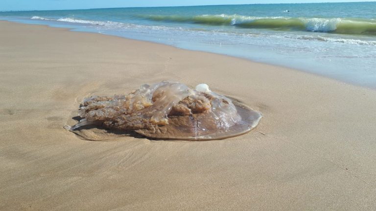 the return of jellyfish to the Atlantic coast and the Mediterranean