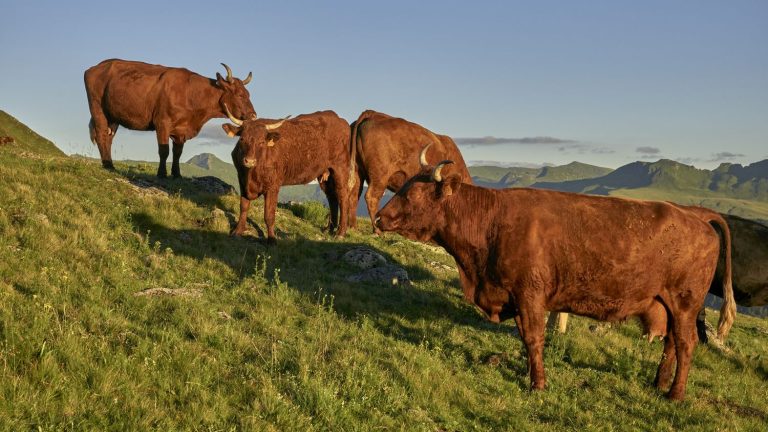 twenty-three cows struck down in Cantal