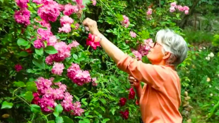 when private gardens are revealed to the general public