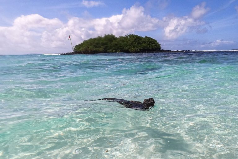 El Niño, the biggest threat to vulnerable Galapagos species