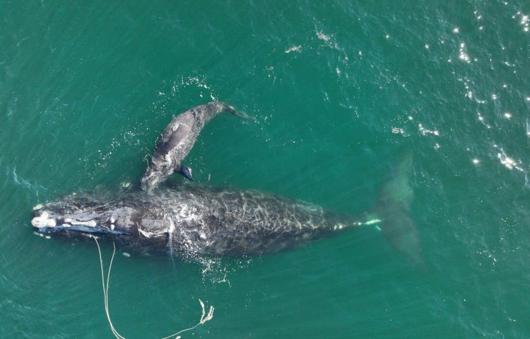 The decline of Atlantic right whales would be worse than feared