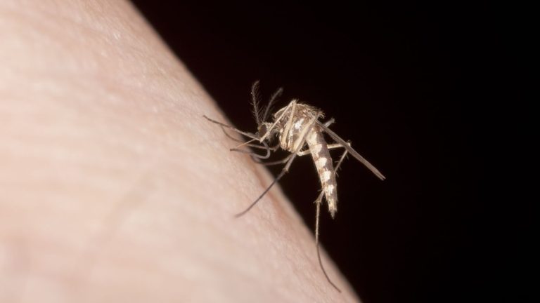 In the skin of summer.  What you need to know about mosquitoes