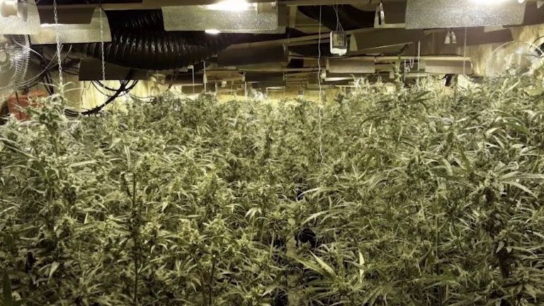 4,000 cannabis plants seized from warehouse