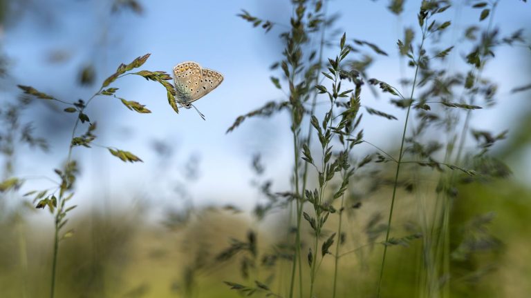 80% of natural habitats are in a poor state of conversation in Europe