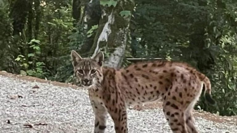 Ain: a lynx invites itself in front of the house of a resident of Leyssard