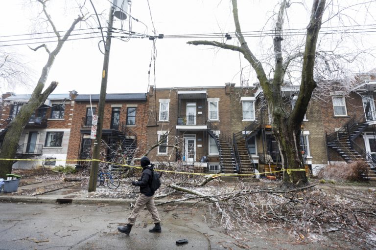 April Freezing Rain Storm |  The ravaged silver maples and ash trees of Pennsylvania