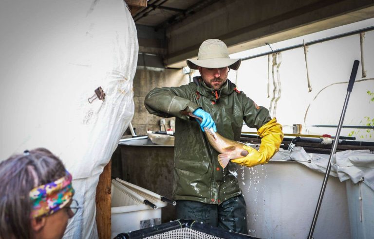 At the bedside of the copper redhorse, an increasingly threatened fish in Quebec