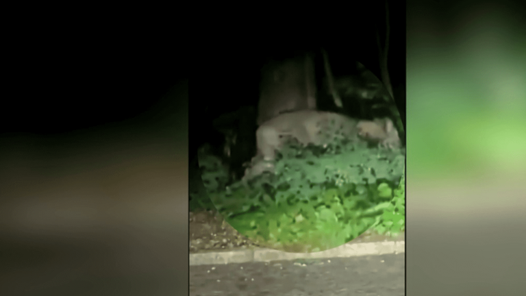 Berlin: the police on the hunt for a big cat