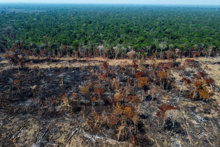 Brazil |  Deforestation in the Amazon has fallen by a third