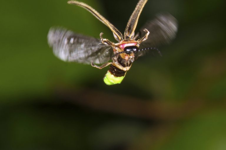 Climate Change and Light Pollution |  Threats to fireflies