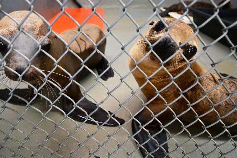 Contaminated seaweed wreaks havoc on California sea lions