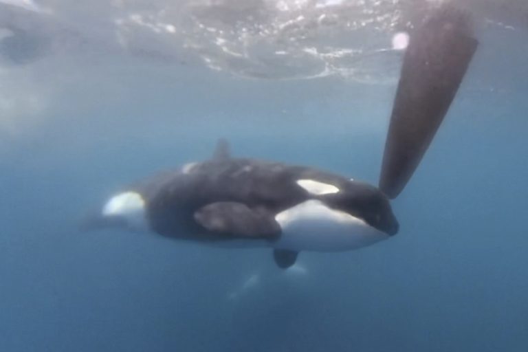 Endangered killer whale skin diseases worsen