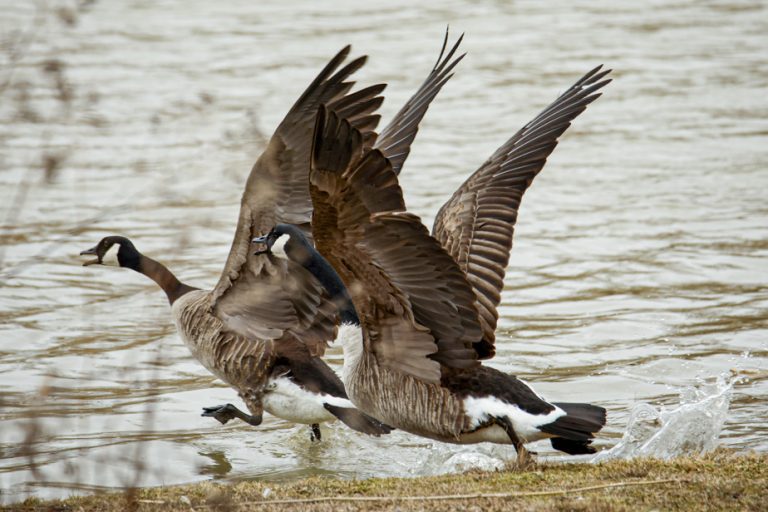 Environment Canada asks the public to report dead birds