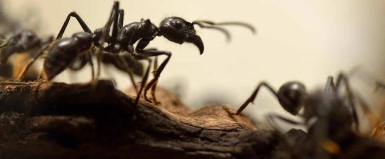 Find out what to do to eliminate ants