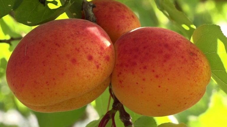 Food: in the Drôme, an arborist offers to pick his own apricots at advantageous prices