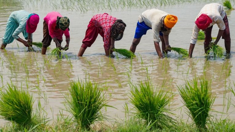 Four questions on India’s halt to non-basmati white rice exports