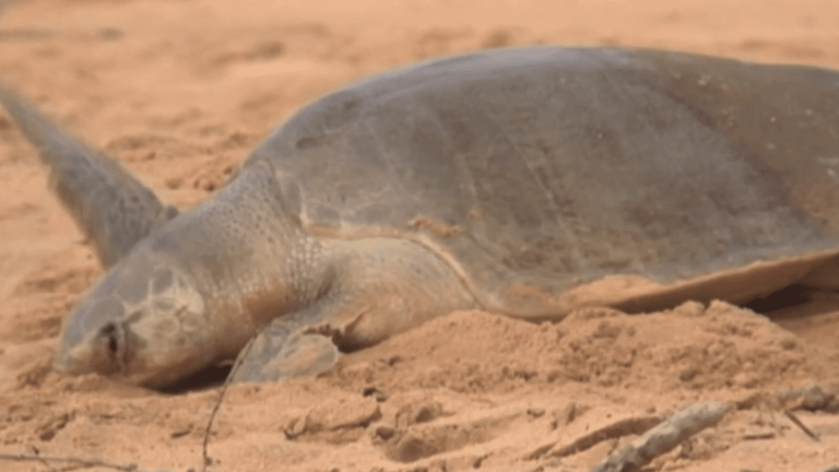 French Guiana: the beaches of Cayenne, a sanctuary for sea turtles