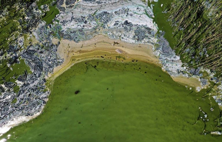 Heat has little importance in the development of blue-green algae