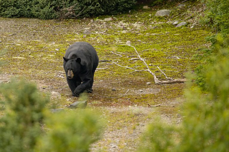 Hefty fine for shooting a black bear