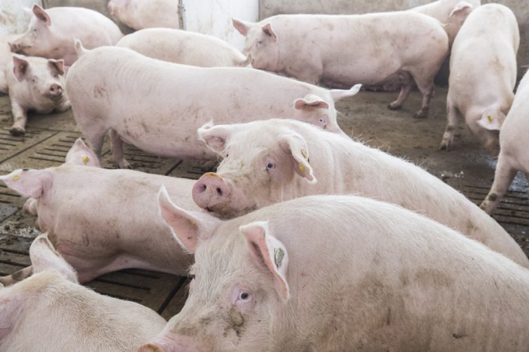 Hepatitis E |  Traces of the virus detected in Quebec pork products