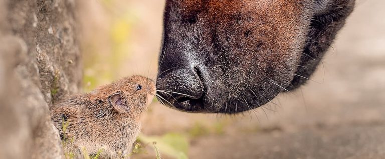 Here are 10 of the funniest animal photos