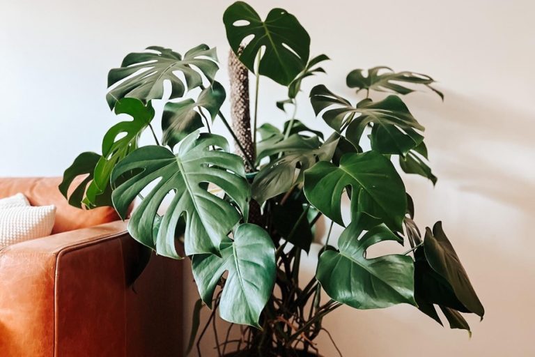 Houseplant Survival Guide |  Make green thumb universal