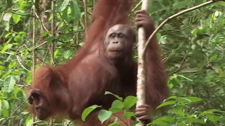 Indonesia: the jungle of Borneo, the last sanctuary of orangutans