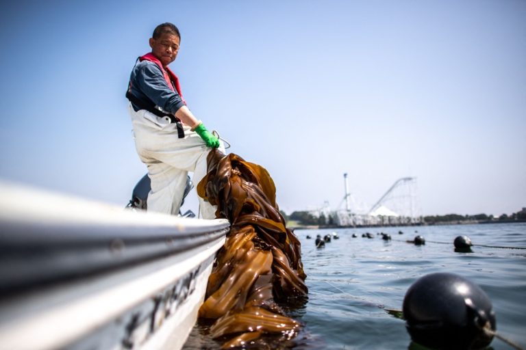 Japanese demonstrate the ecological potential of algae