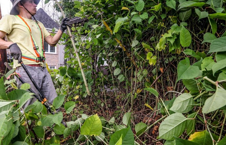 Japanese knotweed, an invincible plant that is invading Quebec