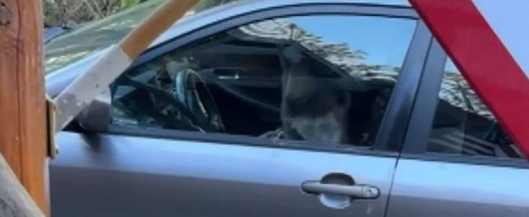 Lake Tahoe: the interior of his car demolished by a bear!