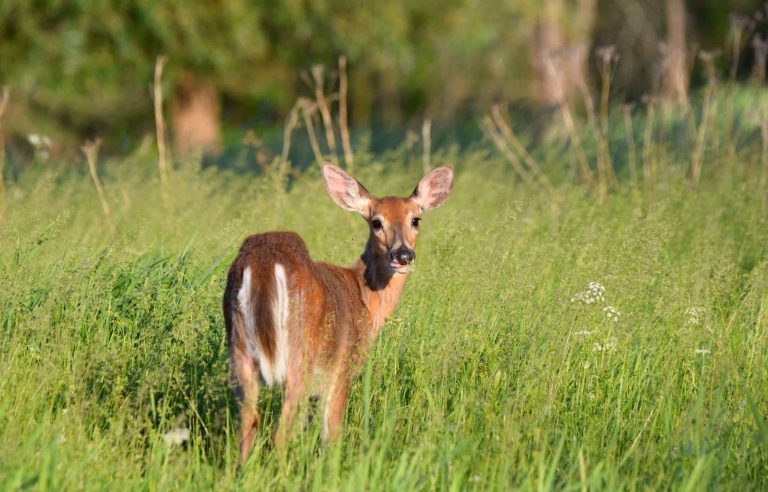 More than 660 deer too many in two national parks in the Montreal region