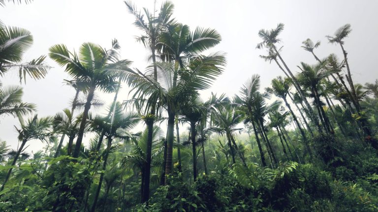 “Morfo”, a start-up that plants trees using drones