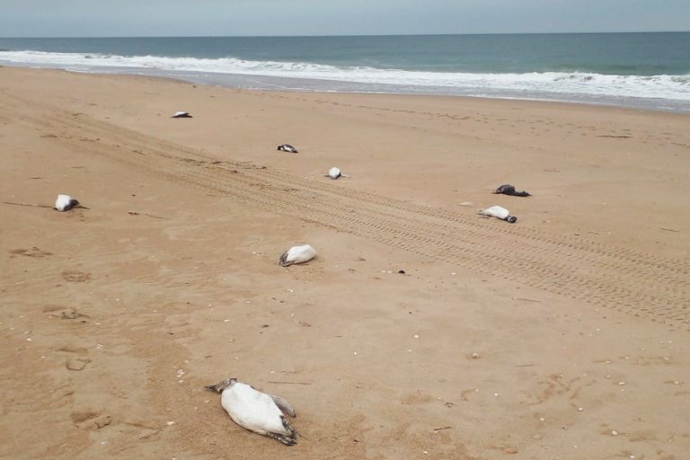 Nearly two thousand penguins found dead on the coast of Uruguay