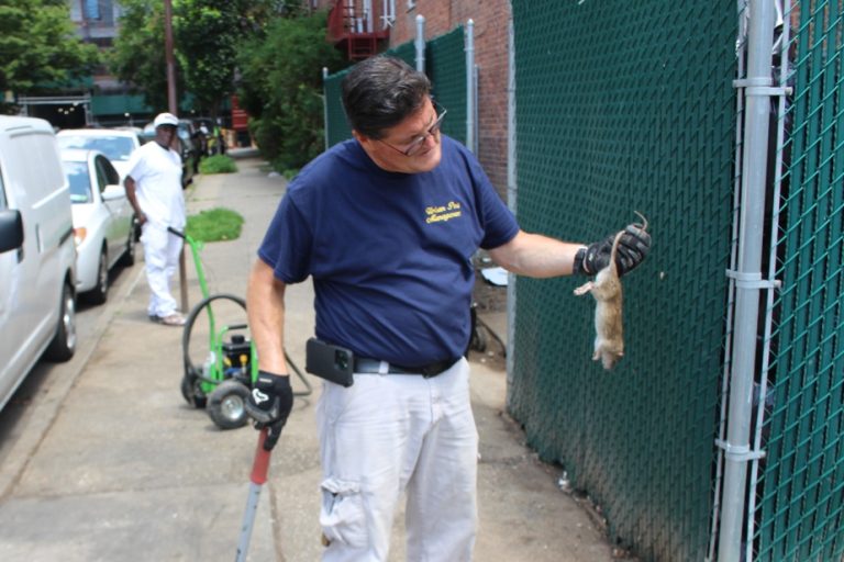 New York life |  On the frontlines of the war against rats