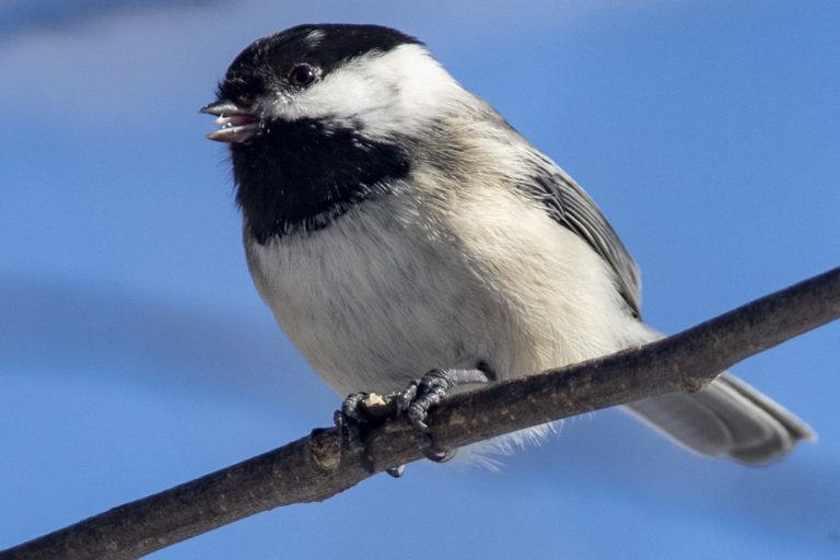 Ornithology |  Who sings so well this morning?