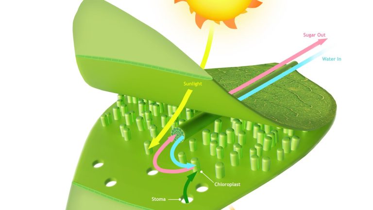 Photosynthesis begins with a single particle of light