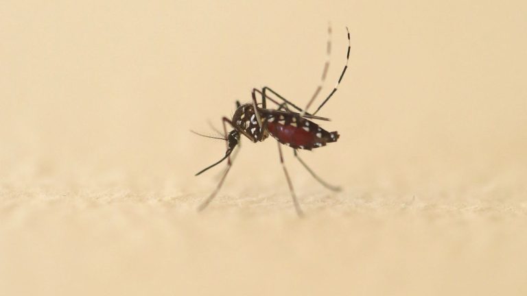 Public Health France points to an “exceptional” situation in 2022, with in particular 378 cases of dengue