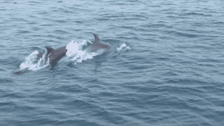 Pyrénées-Orientales: admire bottlenose dolphins near the Catalan coast