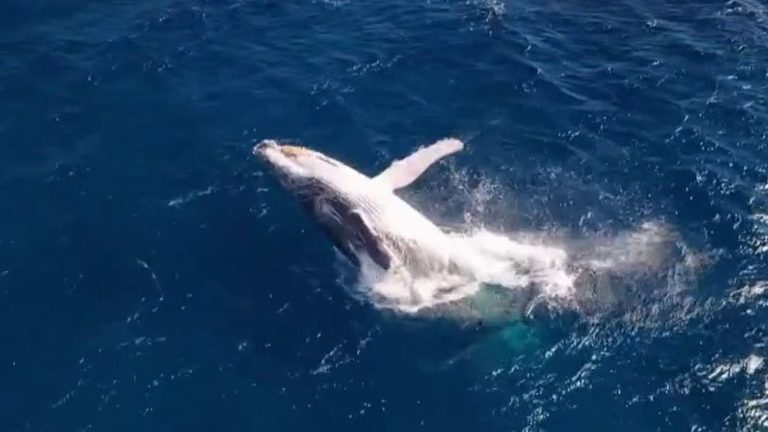 Reunion: 6th graders go offshore to meet whales